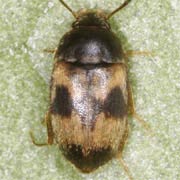 Litargus balteatus (2.3–3.5 mm)