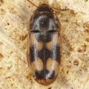 Litargus connexus (2.4–2.8 mm)