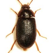 Mycetophagus ater (5–6 mm)