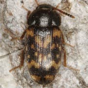 Mycetophagus atomarius (4–4.5 mm)