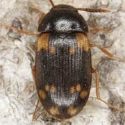 Mycetophagus decempunctatus (4–4.5 mm)