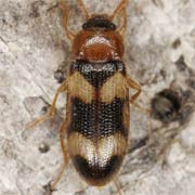 Mycetophagus fulvicollis (4–4.5 mm)