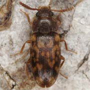 Mycetophagus multipunctatus (4.2–4.5 mm)