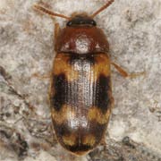 Mycetophagus piceus (4–4.5 mm)