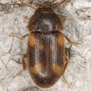 Mycetophagus quadriguttatus (3.5–4 mm)