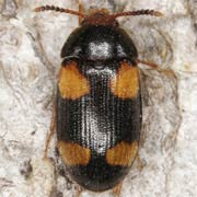 Mycetophagus quadripustulatus (5–6 mm)