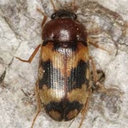 Mycetophagus salicis (4–4.5 mm)