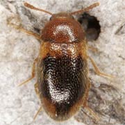 Triphyllus bicolor (3.5–4 mm)