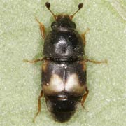 Carpophilus hemipterus (2–4 mm)