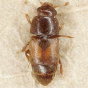 Carpophilus mutilatus (2.8–3.5 mm)