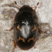 Cryptarcha strigata (3.2–4.4 mm)