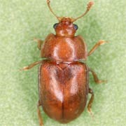 Epuraea aestiva (2.5–3.5 mm)