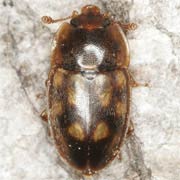 Epuraea guttata (3.5–4.3 mm)