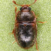 Epuraea neglecta (2–3 mm)