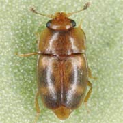 Epuraea ocularis (1.7–3.1 mm)