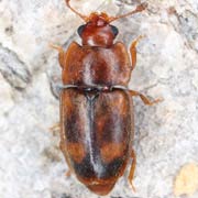 Epuraea unicolor (2.5–3 mm)