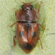 Epuraea variegata (2–3.2 mm)