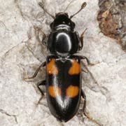 Glischrochilus quadripunctatus (3–6.5 mm)