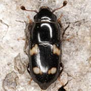 Glischrochilus quadrisignatus (4–8 mm)