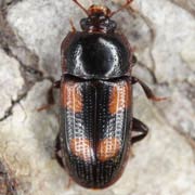 Ipidia binotata (4–5.5 mm)