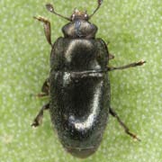 Meligethes aeneus (1.8–2.2 mm)