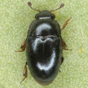 Meligethes coeruleovirens (1.8–2.5 mm)