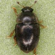 Meligethes denticulatus (2.3–3 mm)