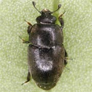 Meligethes planiusculus (1.6–2.4 mm)