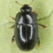 Meligethes symphyti (2.2–3 mm)