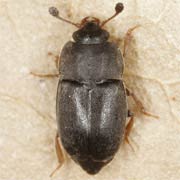 Nitidula rufipes (2–4.6 mm)