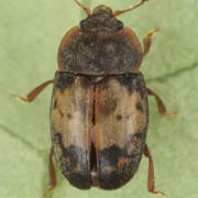 Omosita discoidea (2–3.6 mm)