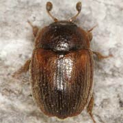 Pocadius ferrugineus (2.6–4.8 mm)