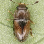 Pria dulcamarae (1.6–1.8 mm)