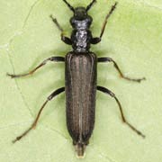 Anogcodes fulvicollis (10–12 mm)