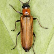 Anogcodes rufiventris (8–12 mm)