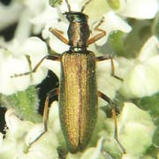 Chrysanthia nigricornis (5–8 mm)