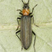 Ischnomera sanguinicollis (8–12 mm)