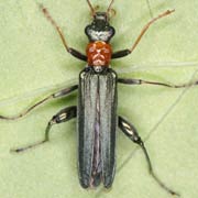Oedemera croceicollis (7–9 mm)