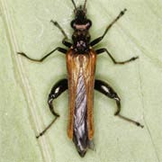 Oedemera femorata (8–10 mm)