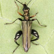 Oedemera flavipes (5–9 mm)