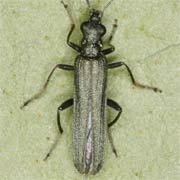 Oedemera lurida (5–7 mm)