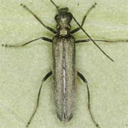 Oedemera monticola (7.3–9.3 mm)