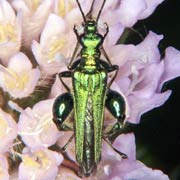 Oedemera nobilis (8–11 mm)
