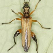 Oedemera podagrariae (8–13 mm)