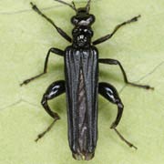 Oedemera tristis (9–12 mm)