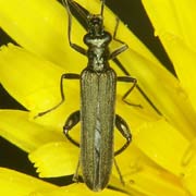 Oedemera virescens (8–12 mm)