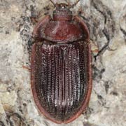 Ostoma ferruginea (7–10 mm)