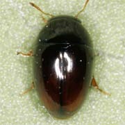 Olibrus affinis (1.9–2.5 mm)