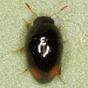 Olibrus bicolor (2.3–3.2 mm)