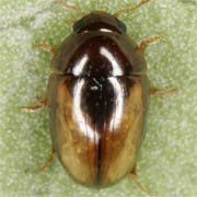 Olibrus corticalis (2.5–2.9 mm)